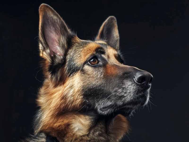k9 police dog
