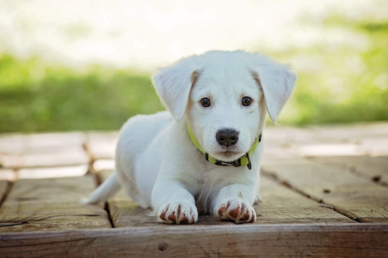 puppy care