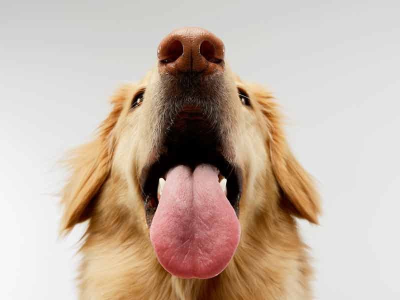dog breath