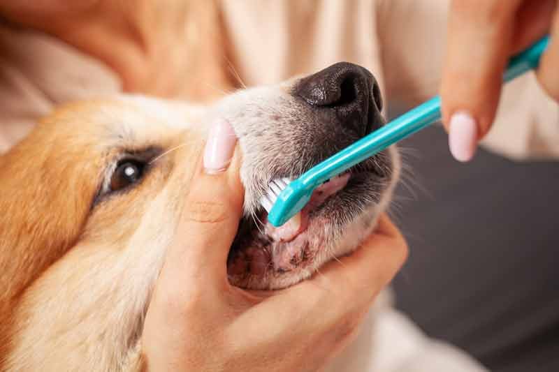 dog brush teeth