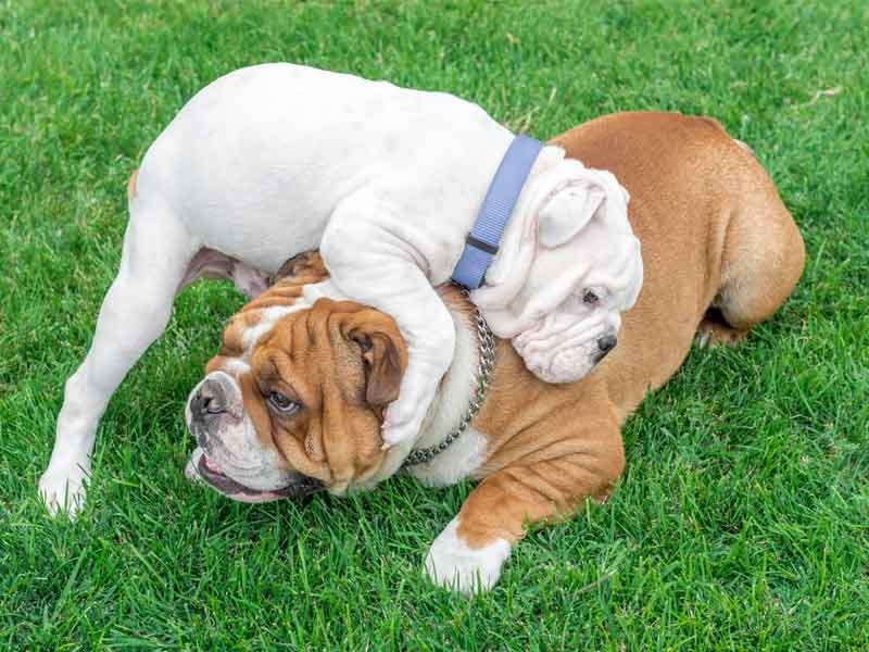 dog humping