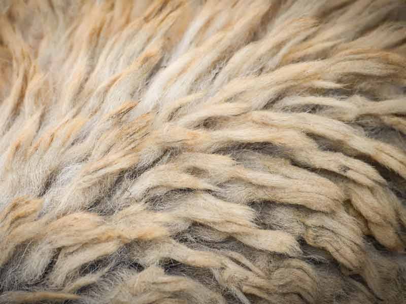 dog matted fur