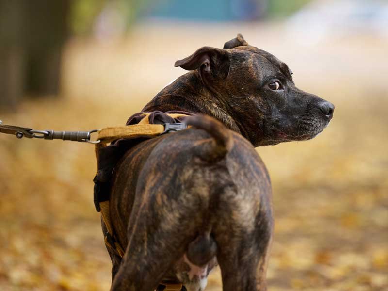 dog on leash