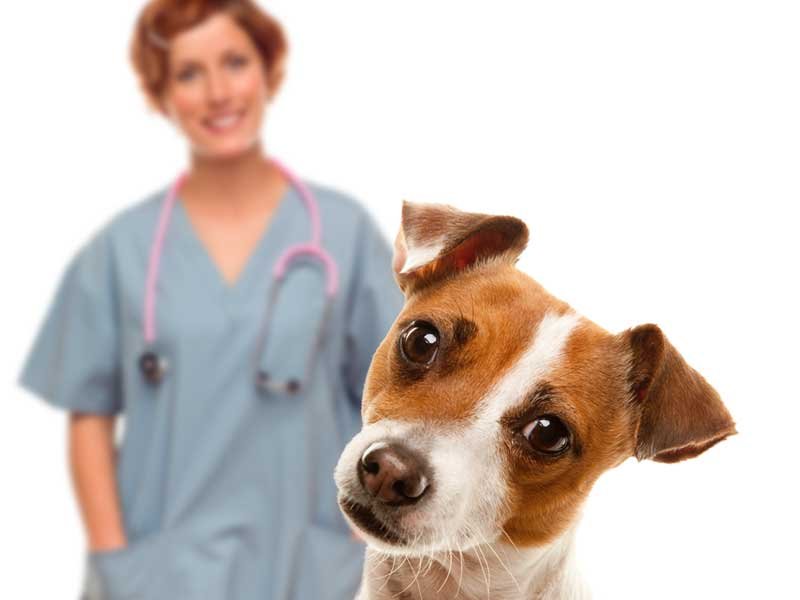 dog at vet