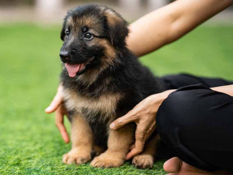 german sheppard puppy