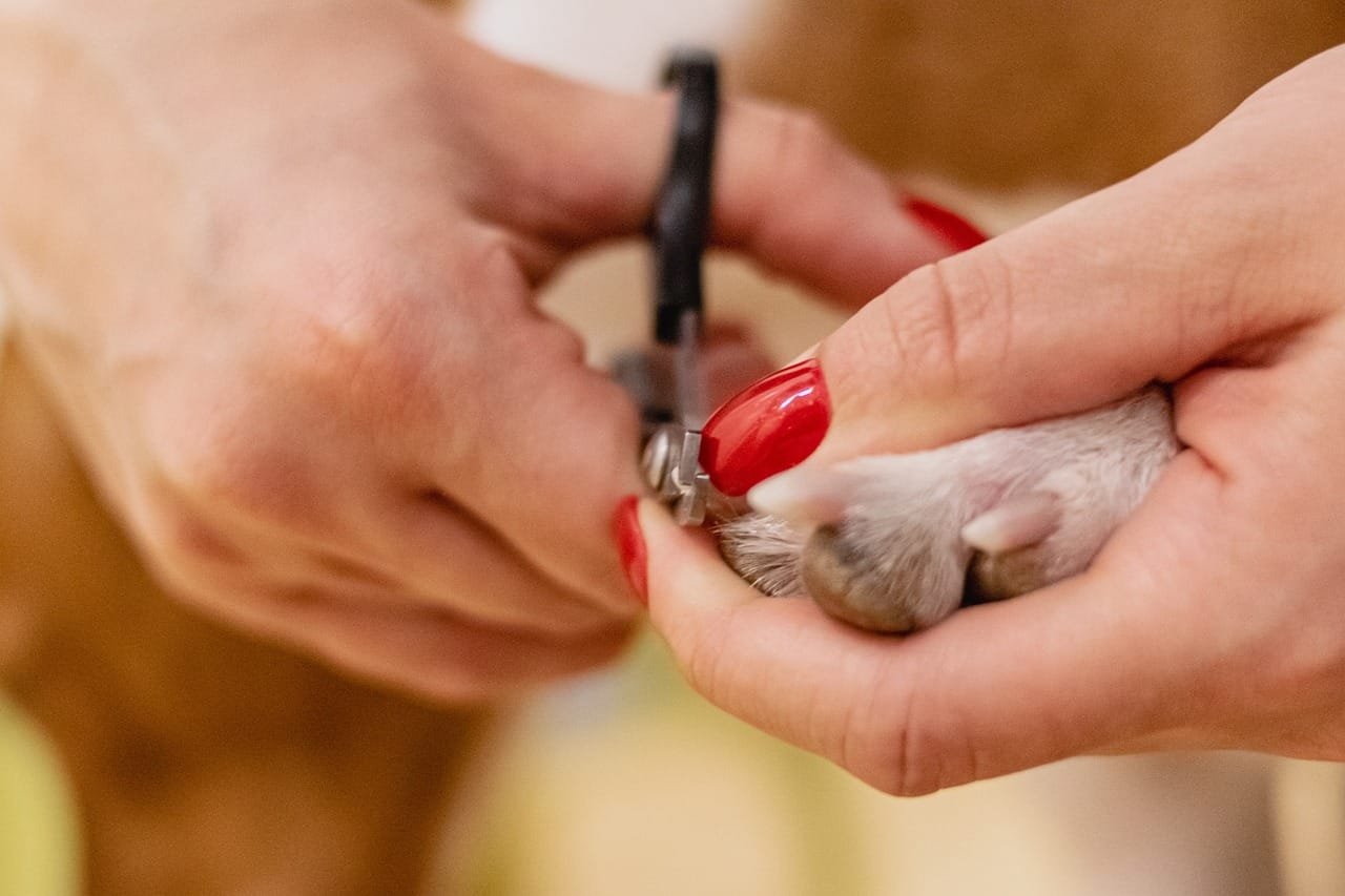 how do i train my dog to tolerate grooming and nail trims
