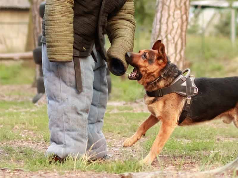 k9 biting sleeve
