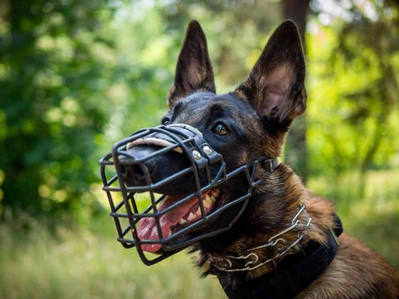 k9 muzzle