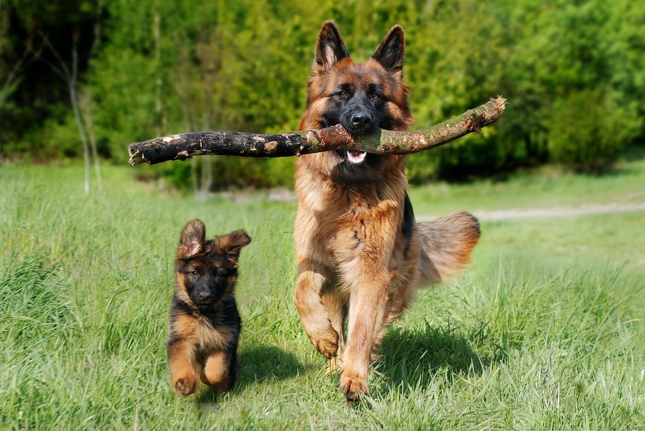 understanding what it means when my dog growls at me