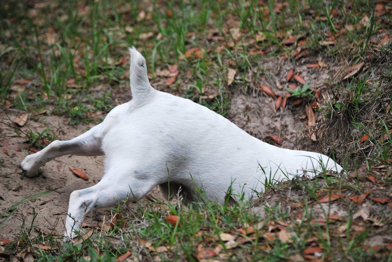 understanding why dogs dig holes in the yard