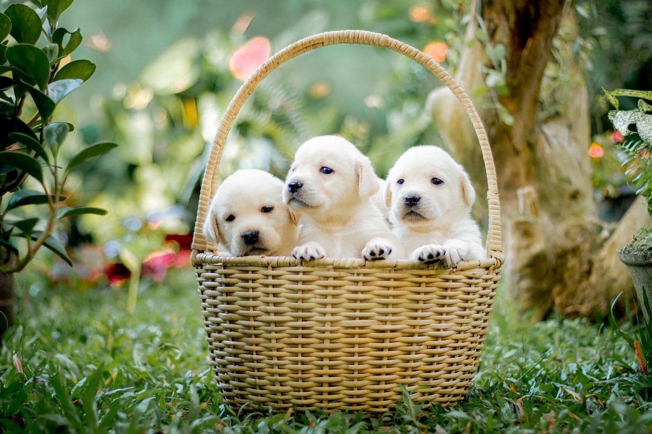 what should i feed my puppy 1