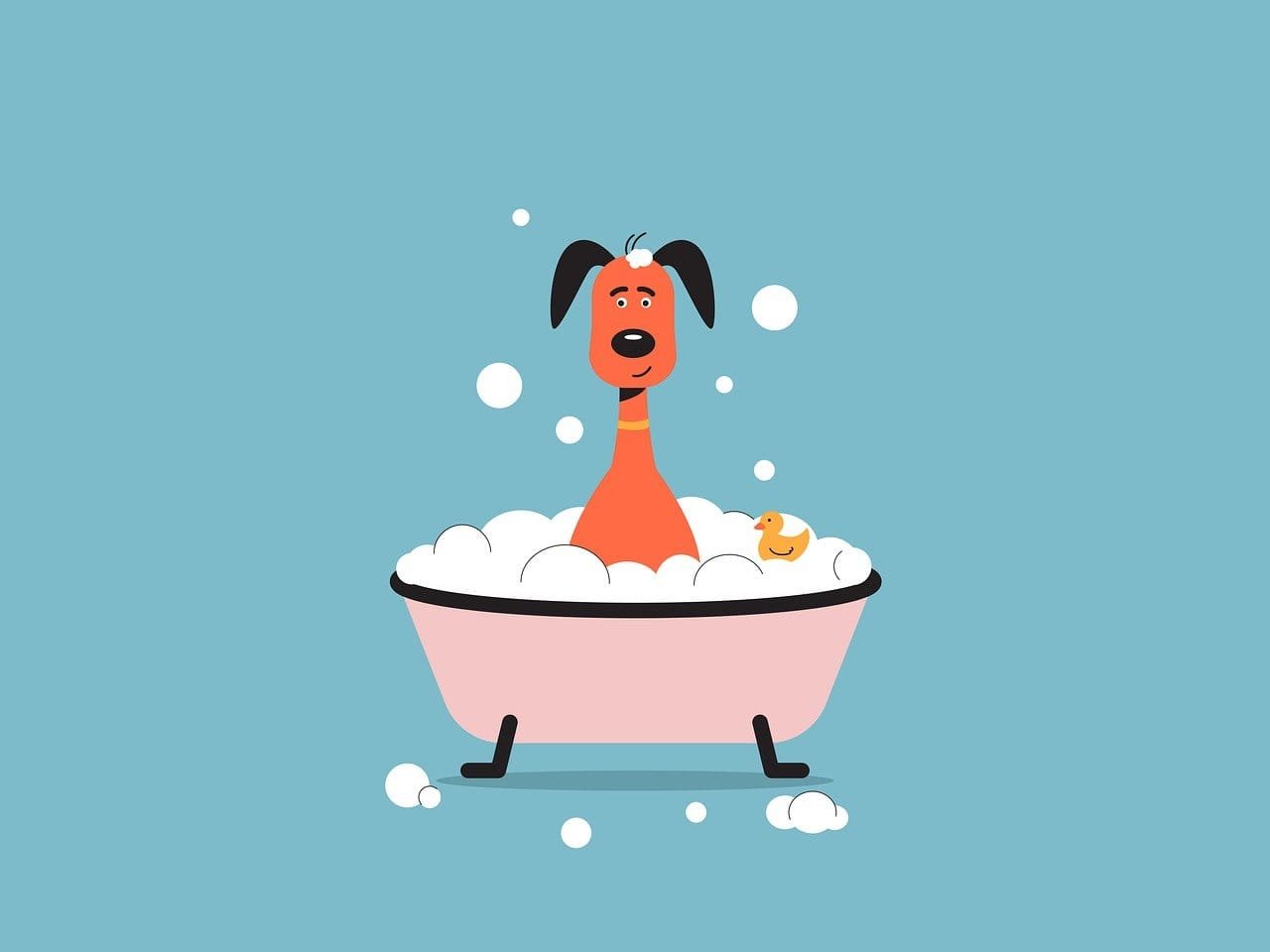 dog bathing