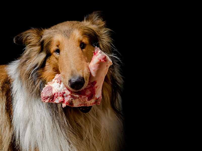 dog eating protein